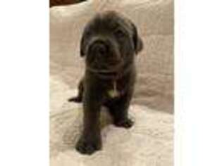 Cane Corso Puppy for sale in Columbus, MS, USA