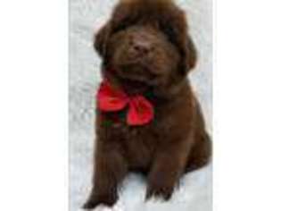 Newfoundland Puppy for sale in Lamar, IN, USA