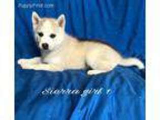 Siberian Husky Puppy for sale in Ocala, FL, USA