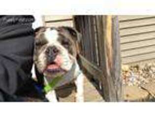 Bulldog Puppy for sale in South Elgin, IL, USA