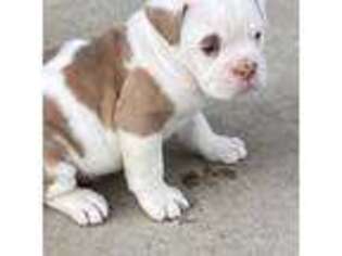 Olde English Bulldogge Puppy for sale in Belle Plaine, MN, USA