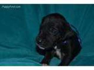 Great Dane Puppy for sale in Oxford, IN, USA