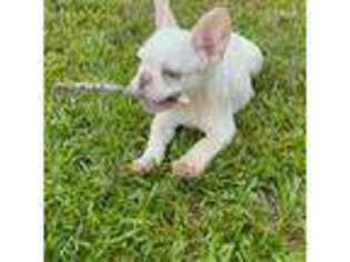 French Bulldog Puppy for sale in Demorest, GA, USA
