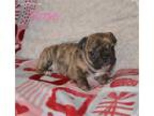 French Bulldog Puppy for sale in Hillsboro, MO, USA