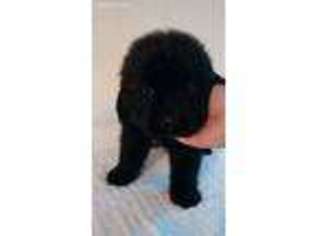Newfoundland Puppy for sale in Conneaut, OH, USA