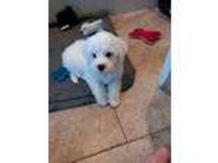 Bichon Frise Puppy for sale in George West, TX, USA
