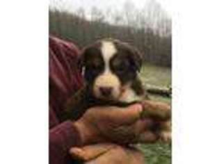 Bernese Mountain Dog Puppy for sale in Rose Hill, VA, USA