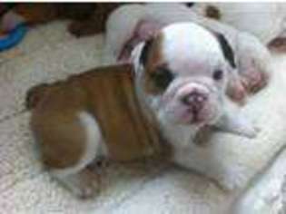 Bulldog Puppy for sale in DONALDSON, AR, USA