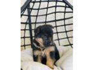 German Shepherd Dog Puppy for sale in Edwardsburg, MI, USA