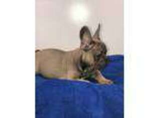 French Bulldog Puppy for sale in Whitinsville, MA, USA