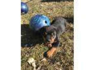 Rottweiler Puppy for sale in Paradise, UT, USA