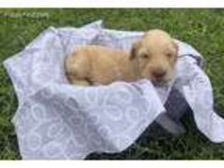 Goldendoodle Puppy for sale in Corbin, KY, USA