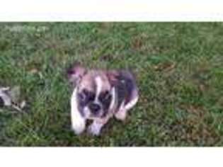 French Bulldog Puppy for sale in Sidney, IA, USA