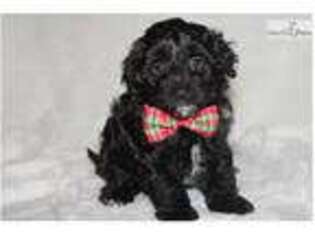 Mutt Puppy for sale in Sioux City, IA, USA