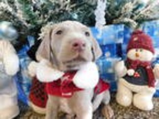 Weimaraner Puppy for sale in Joes, CO, USA