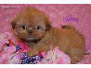 Mutt Puppy for sale in Mercer, PA, USA