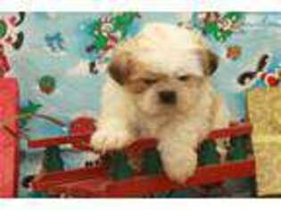 Mal-Shi Puppy for sale in Oklahoma City, OK, USA