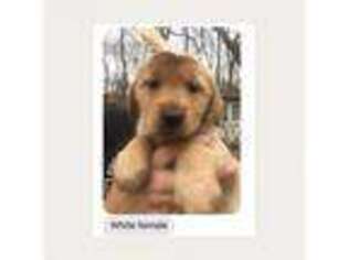 Golden Retriever Puppy for sale in Bates City, MO, USA