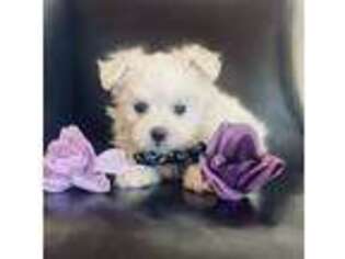 Maltese Puppy for sale in Hamilton, MO, USA