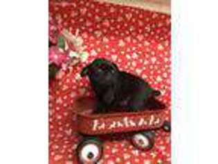 Pug Puppy for sale in Lampe, MO, USA