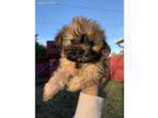 Mal-Shi Puppy for sale in Haymarket, VA, USA