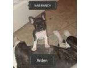 French Bulldog Puppy for sale in Mayer, AZ, USA