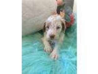 Goldendoodle Puppy for sale in Indianapolis, IN, USA