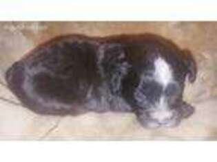 Shih-Poo Puppy for sale in Copan, OK, USA
