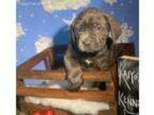 Cane Corso Puppy for sale in Rosedale, MD, USA