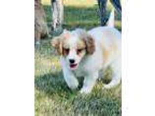 Mutt Puppy for sale in Lake Lillian, MN, USA