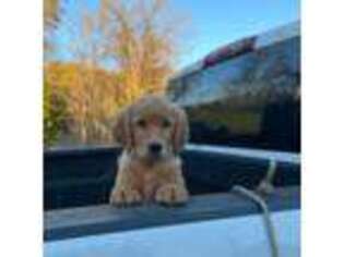 Golden Retriever Puppy for sale in Richland, MO, USA