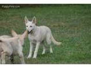 German Shepherd Dog Puppy for sale in Mc Kees Rocks, PA, USA