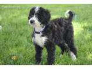 Mutt Puppy for sale in Chapel Hill, NC, USA