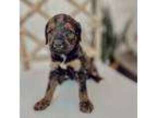 Mutt Puppy for sale in Norman, OK, USA