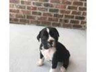Boxer Puppy for sale in Benton, TN, USA