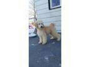 Goldendoodle Puppy for sale in Poplar Grove, IL, USA