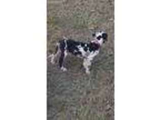 Great Dane Puppy for sale in Texarkana, AR, USA