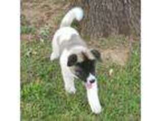 Akita Puppy for sale in Mansfield, TX, USA
