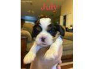 Cavalier King Charles Spaniel Puppy for sale in Battle Ground, WA, USA