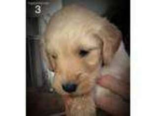 Goldendoodle Puppy for sale in Eastman, GA, USA