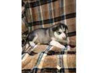 Alaskan Malamute Puppy for sale in Ebensburg, PA, USA