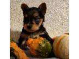 Yorkshire Terrier Puppy for sale in Huddleston, VA, USA