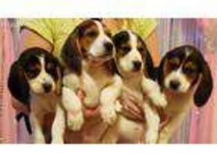 Beagle Puppy for sale in Vancouver, WA, USA
