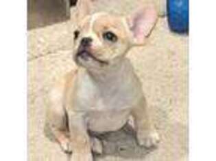 French Bulldog Puppy for sale in Windom, TX, USA