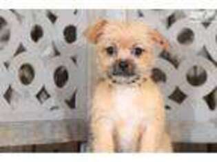 Shorkie Tzu Puppy for sale in Columbus, OH, USA