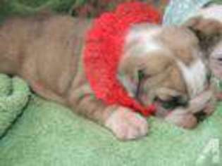 Bulldog Puppy for sale in NEWPORT, WA, USA