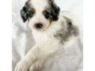Mutt Puppy for sale in Laketown, UT, USA