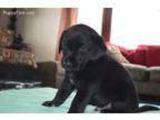 Labrador Retriever Puppy for sale in Commerce City, CO, USA