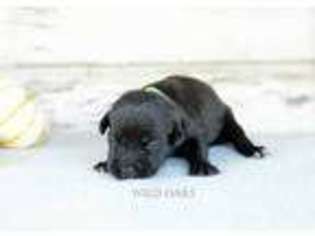 Cane Corso Puppy for sale in Easley, SC, USA