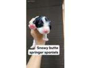 English Springer Spaniel Puppy for sale in Central Point, OR, USA